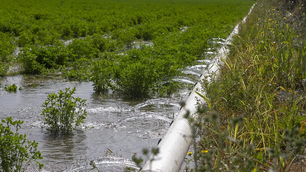 Debido al incremento en el recibo de la CFE, productores con sistema de riego deben pagar más para obtener el agua. Foto César Ortiz